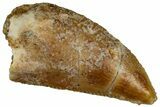 Serrated Raptor Tooth - Real Dinosaur Tooth #300918-1